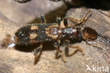 chequered beetle (Opilo mollis)