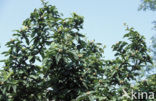 Medlar (Mespilus germanica)
