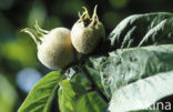 Medlar (Mespilus germanica)