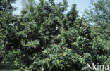 Medlar (Mespilus germanica)