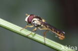 Hoverfly (Sphaerophoria batava)