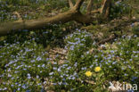 Waterforget-me-not (Myosotis palustris )