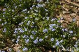 Waterforget-me-not (Myosotis palustris )