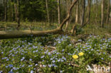 Waterforget-me-not (Myosotis palustris )
