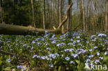 Waterforget-me-not (Myosotis palustris )