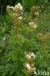 Moerasspirea (Filipendula ulmaria)