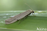 Dotted Footman (Pelosia muscerda)