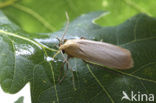 Buff Footman (Eilema depressa)