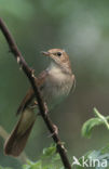 Common Nightingale (Luscinia megarhynchos)