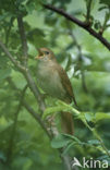 Common Nightingale (Luscinia megarhynchos)