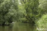 Nationaal Park de Biesbosch