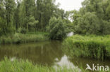 Nationaal Park de Biesbosch