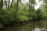 Nationaal Park de Biesbosch