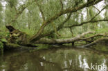 National Park de Biesbosch
