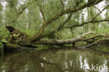 Nationaal Park de Biesbosch