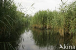 National Park de Biesbosch