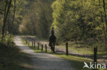 National Park Drents-Friese Wold