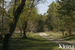 National Park Drents-Friese Wold