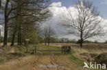 National Park Drents-Friese Wold