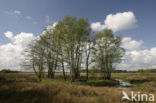 Nationaal Park Drents-Friese Wold