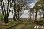 National Park Drents-Friese Wold