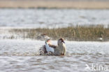 Egyptian Goose (Alopochen aegyptiaca)