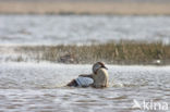 Egyptian Goose (Alopochen aegyptiaca)