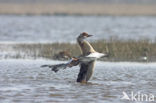 Egyptian Goose (Alopochen aegyptiaca)