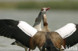 Egyptian Goose (Alopochen aegyptiaca)