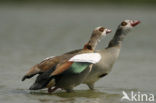 Egyptian Goose (Alopochen aegyptiaca)