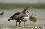 Egyptian Goose (Alopochen aegyptiaca)