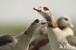 Egyptian Goose (Alopochen aegyptiaca)