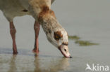 Egyptian Goose (Alopochen aegyptiaca)