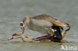 Egyptian Goose (Alopochen aegyptiaca)