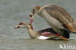 Egyptian Goose (Alopochen aegyptiaca)