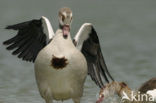 Egyptian Goose (Alopochen aegyptiaca)