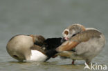 Egyptian Goose (Alopochen aegyptiaca)