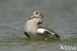 Egyptian Goose (Alopochen aegyptiaca)