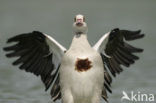 Egyptian Goose (Alopochen aegyptiaca)