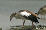 Egyptian Goose (Alopochen aegyptiaca)