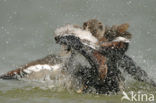 Egyptian Goose (Alopochen aegyptiaca)