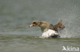 Egyptian Goose (Alopochen aegyptiaca)