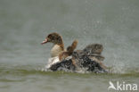 Egyptian Goose (Alopochen aegyptiaca)