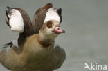 Egyptian Goose (Alopochen aegyptiaca)