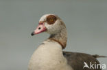 Egyptian Goose (Alopochen aegyptiaca)