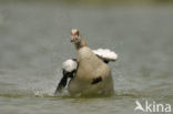 Egyptian Goose (Alopochen aegyptiaca)