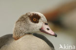 Egyptian Goose (Alopochen aegyptiaca)