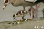 Egyptian Goose (Alopochen aegyptiaca)