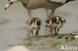 Egyptian Goose (Alopochen aegyptiaca)