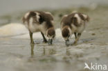 Egyptian Goose (Alopochen aegyptiaca)